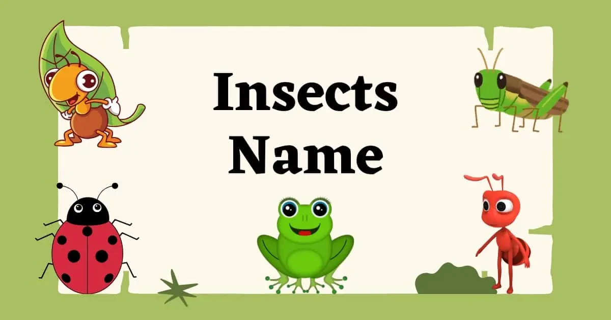 Insects Name in English