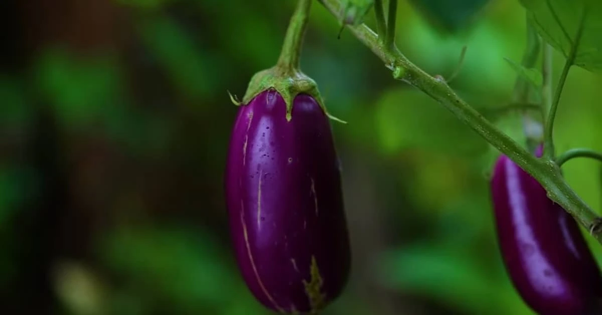 Brinjal