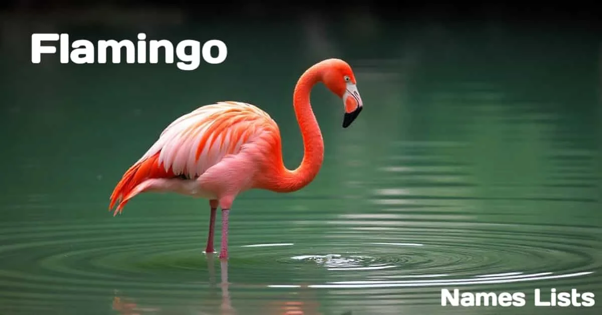 Flamingo