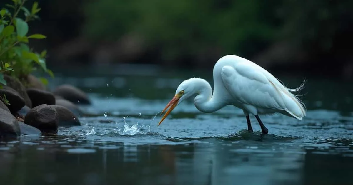 Egret